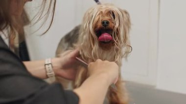 Güzel ve şirin Yorkshire teriyeri saç kurutma makinesi ve köpek tüyü ile tımar ediliyor ve kurutuluyor.