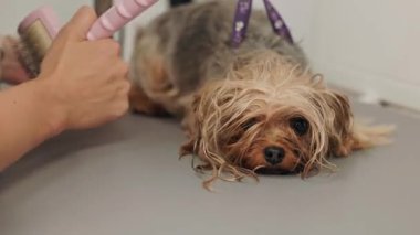 Güzel ve şirin Yorkshire teriyeri saç kurutma makinesi ve köpek tüyü ile tımar ediliyor ve kurutuluyor.