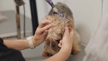 Güzel ve şirin Yorkshire teriyeri saç kurutma makinesi ve köpek tüyü ile tımar ediliyor ve kurutuluyor.