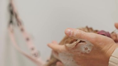 Güzel ve şirin Yorkshire teriyeri saç kurutma makinesi ve köpek tüyü ile tımar ediliyor ve kurutuluyor.