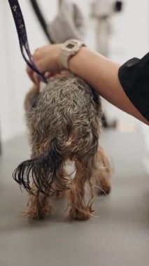 Güzel ve şirin Yorkshire teriyeri saç kurutma makinesi ve köpek tüyü ile tımar ediliyor ve kurutuluyor.