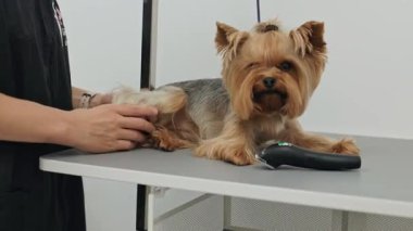 Güzel ve şirin Yorkshire teriyeri saç kurutma makinesi ve köpek tüyü ile tımar ediliyor ve kurutuluyor.