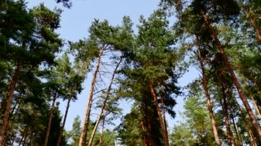 Çam ağaçları, mavi gökyüzü, yaz günü