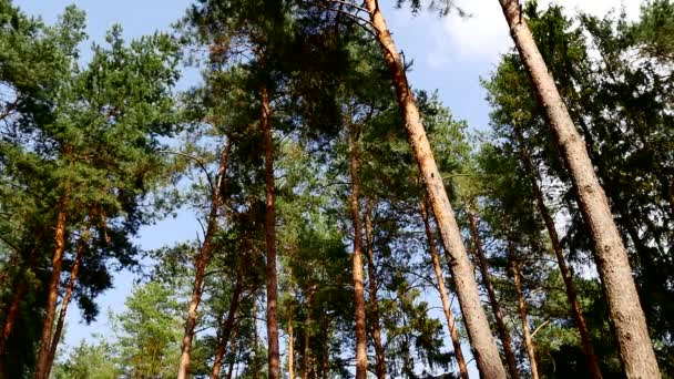 Sosnowych drzew, Błękitne niebo, letni dzień — Wideo stockowe