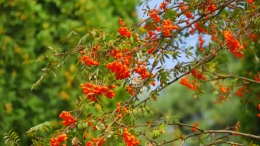 Park, Bahçe - Beyaz sedir, rowan ağacı