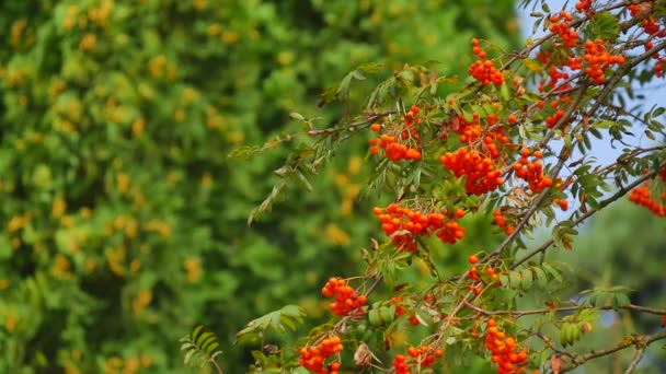 Parque, jardín - cedro blanco, rowan tree — Vídeo de stock