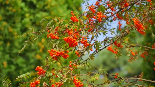 Park, garden - white cedar, rowan tree — Stock Video