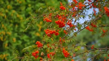 Park, Bahçe - Beyaz sedir, rowan ağacı