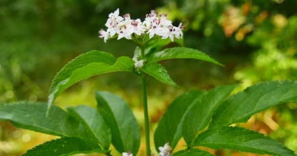 Waterdruppels op planten — Stockvideo