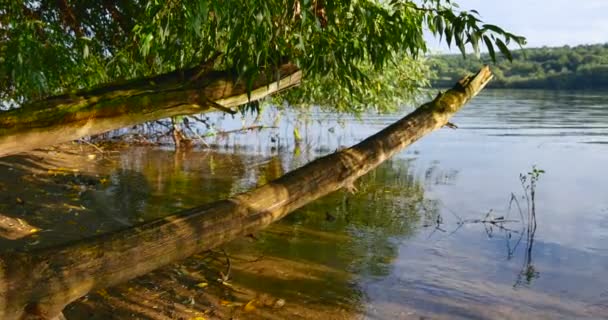 Solen strålar, reflektioner på vattnet. Floden, pilträd, solig sommardag — Stockvideo