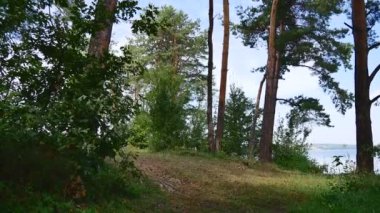 Çam ağaçları. Yaz güneşli gün, mavi gökyüzü, nehir