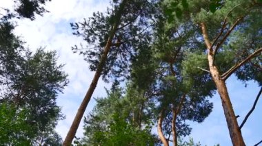 Çam ağaçları. Yaz güneşli bir gün, mavi gökyüzü