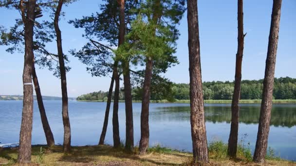 Pine trees. River, forest Summer sunny day, blue clear sky — Stock Video