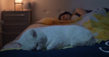 Beyaz Kedi Genç Kadın 'ın yanında, Yatakta Uyuyor. Gece Odası
