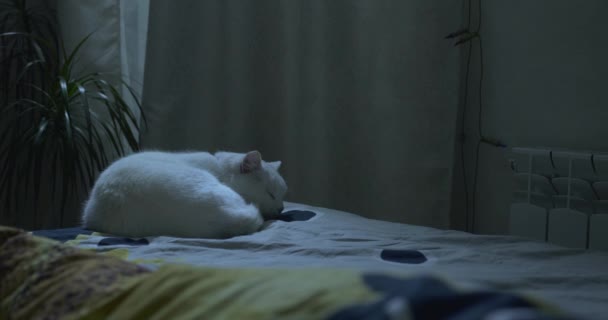 Biały Kot Śpiący Łóżku Pobliżu Młodej Kobiety Sypialnia Nocy — Wideo stockowe