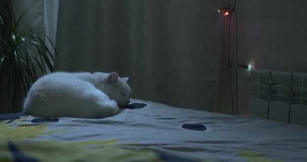 若い女性の近くのベッドで寝ている白い猫 夜のベッドルーム — ストック動画