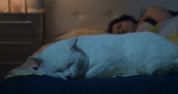 Gato Blanco Durmiendo Cama Cerca Una Mujer Joven Dormitorio Por — Vídeos de Stock