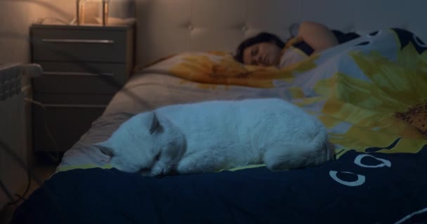 Chat Blanc Dormant Sur Lit Près Jeune Femme Chambre Coucher — Video