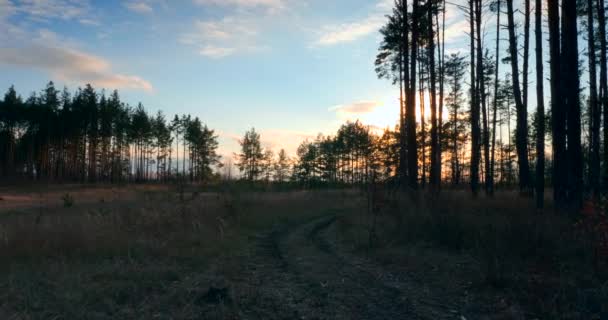 Pohybující Lesní Krajinou Večerní Nebe Nad Borovým Lesem Pěší Turistika — Stock video