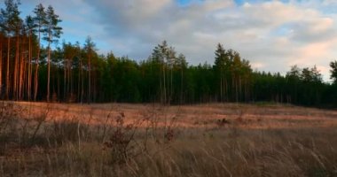 Orman arazisinde ilerliyoruz. Akşam Gökyüzü Çam Ormanı 'nın Üzerinde. Yürüyüş Gezisi Biniciliği. Sonbahar Sezon 4K Kırsal Sahne