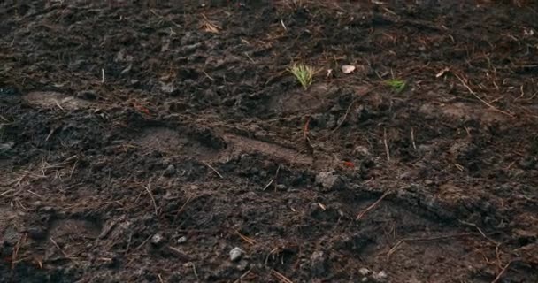 Close Calzado Huellas Dirt Road — Vídeo de stock