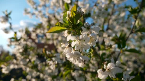 Κοντινό Πλάνο Λευκά Λουλούδια Blossom Κλαδί Κερασιάς Όρτσαρντ Γκάρντεν Στην — Αρχείο Βίντεο