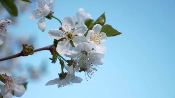 Fiori Fiori Bianchi Primo Piano Sul Ramo Ciliegio Orchard Garden — Video Stock