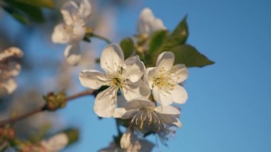 Kiraz Ağacı Dalı 'ndaki Beyaz Çiçekler' e yakın çekim. Arka bahçedeki meyve bahçesi. Mavi Gökyüzü Arkaplanı. Bahar sezonu. x2 Yavaş çekim 60fps 4K