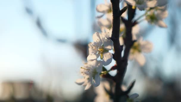 夕日桜の花に太陽の輝き 裏庭のオーチャード ガーデンでのイブニング サンシャイン 春の空を背景に 2倍スローモーション60Fps — ストック動画