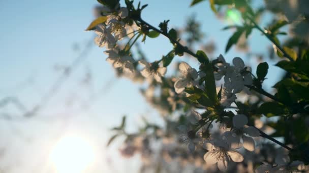 Sol Del Atardecer Brilla Las Flores Cerezo Tarde Sol Huerto — Vídeos de Stock