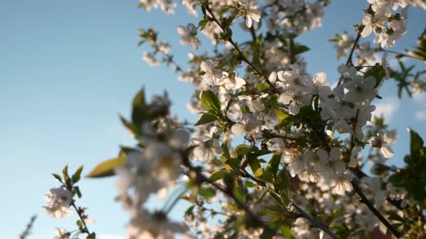 Κοντινό Πλάνο Λευκά Λουλούδια Blossom Κλαδί Κερασιάς Όρτσαρντ Γκάρντεν Στην — Αρχείο Βίντεο