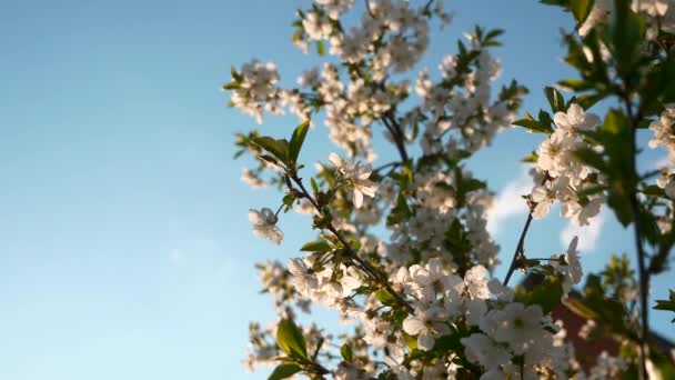 Κοντινό Πλάνο Λευκά Λουλούδια Blossom Κλαδί Κερασιάς Όρτσαρντ Γκάρντεν Στην — Αρχείο Βίντεο