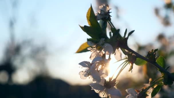 近照的太阳光穿过樱花 夕阳西下 闪耀着光芒 在后院里的果园花园 黄昏的阳光 蓝天背景 春天季节 2X慢动作60Fps — 图库视频影像