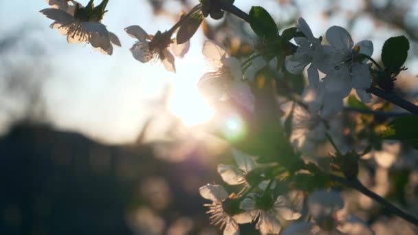 Κοντινό Πλάνο Ήλιο Λάμπει Μέσα Από Άνθη Κερασιάς Ηλιαχτίδες Ακτίνες — Αρχείο Βίντεο