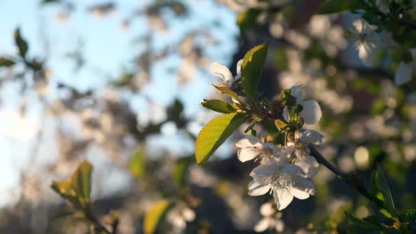 Ηλιοβασίλεμα Λάμπει Άνθη Κερασιάς Βραδινή Λιακάδα Στον Κήπο Του Όρτσαρντ — Αρχείο Βίντεο