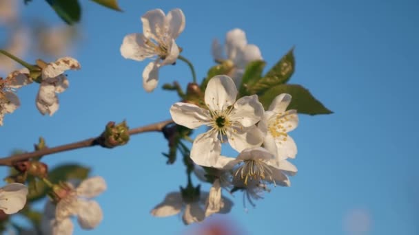 Close Białe Kwiaty Kwiat Gałęzi Wiśni Ogród Sadowy Podwórku Tło — Wideo stockowe