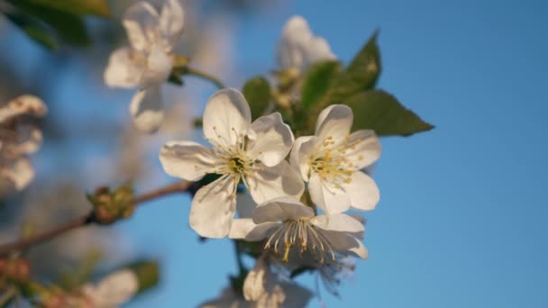 桜の枝に近い白花を咲かせます 裏庭のオーチャード ガーデン 青い空の背景 春シーズン X2スローモーション60Fps — ストック動画