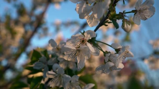 桜の枝に近い白花を咲かせます 裏庭のオーチャード ガーデン コテージハウスの背景 春シーズン 2倍スローモーション60Fps — ストック動画