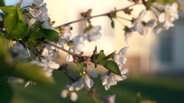 Close White Blossom Flowers Cherry Tree Branch Boomgaard Tuin Achtertuin — Stockvideo