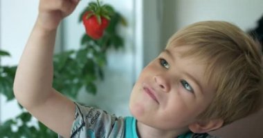 Şirin Küçük Çocuk Lezzetli Taze Çilek Yiyiyor. Sevimli Çocuk Mutfak Masası 4K 'da oturan meyvelerden hoşlanıyor.