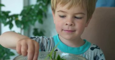 Şirin Küçük Çocuk Lezzetli Taze Çilek Yiyiyor. Sevimli Çocuk Mutfak Masası 4K 'da oturan meyvelerden hoşlanıyor.