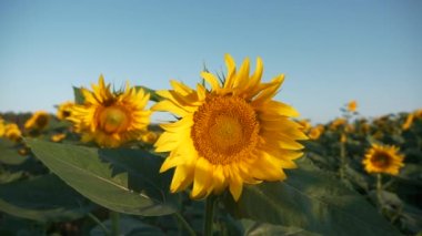 Yakın plan Güzel Ayçiçeği Tarlada. Kırsal Kır Sahnesi. Parlak güneşli yaz sabahı. 2x Yavaş çekim 60fps 4K