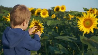 Küçük çocuk doğaya dokunmayı öğreniyor ayçiçeği bitkisi. Çocuk dünyayı tanır. Çevreyi Keşfeden Çocuk. Parlak Güneşli Sabah Günü. 2x Yavaş çekim 60fps 4K