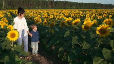Anne ve Oğul Ayçiçeği tarlası boyunca yürür. Kadın ve Çocuk Doğanın tadını çıkarın Bitkilere bakın. Kırsal Bölge Yaz Sabahı. 2x Yavaş çekim 60fps 4K