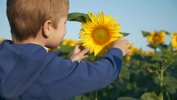 Маленький Мальчик Изучает Природу Прикосновения Подсолнечника Завод Ребенок Познаёт Мир — стоковое видео