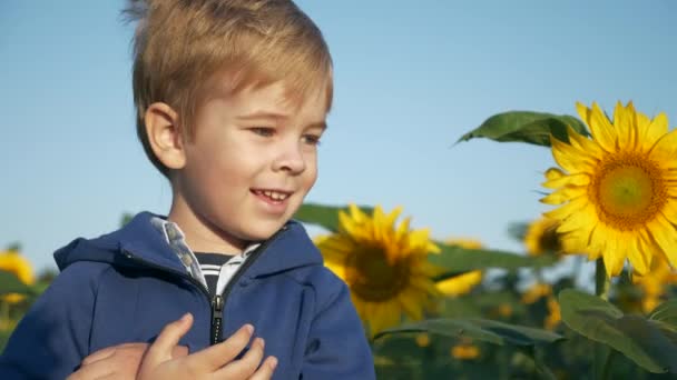 Маленький Хлопчик Вивчає Природу Touch Sunflow Plant Дитина Пізнає Світ — стокове відео