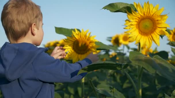 小さな男の子は自然のタッチひまわり植物を学びます 子供は世界を認識する 子供は環境を知るために探索する 明るい晴れた朝の日 2倍スローモーション60Fps — ストック動画