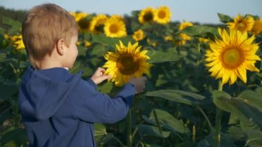 Küçük çocuk doğaya dokunmayı öğreniyor ayçiçeği bitkisi. Çocuk dünyayı tanır. Çevreyi Keşfeden Çocuk. Parlak Güneşli Sabah Günü. 2x Yavaş çekim 60fps 4K