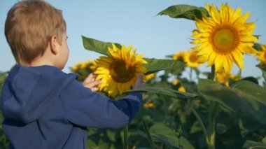 Küçük çocuk doğaya dokunmayı öğreniyor ayçiçeği bitkisi. Çocuk dünyayı tanır. Çevreyi Keşfeden Çocuk. Parlak Güneşli Sabah Günü. 2x Yavaş çekim 60fps 4K