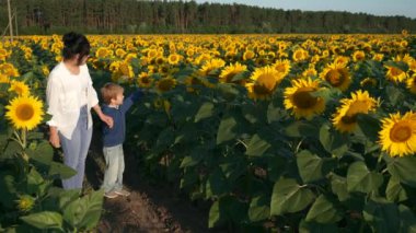 Anne ve Oğul Ayçiçeği tarlası boyunca yürür. Kadın ve Çocuk Doğanın tadını çıkarın Bitkilere bakın. Kırsal Bölge Yaz Sabahı. 2x Yavaş çekim 60fps 4K